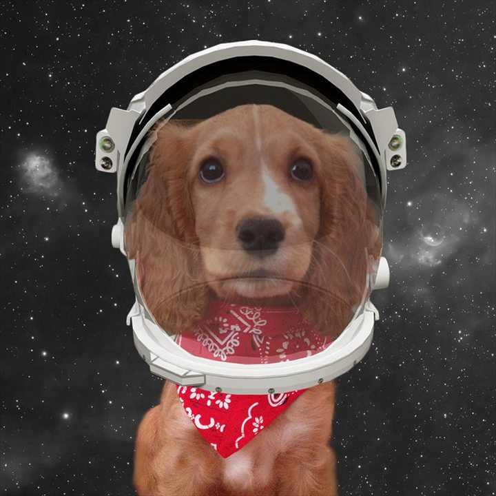 Zelda in a space helmet and red bandana
